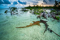 Nurse sharks (Ginglymostoma cirratum) two in a courtship dance at sunrise in a mangrove area near Eleuthera, Bahamas.