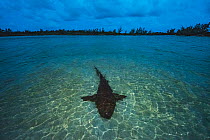 Nurse shark (Ginglymostoma cirratum) resting in shallow water at sunset to save energy for mating which will take place the next morning. Eleuthera, Bahamas.