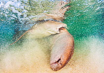 Nurse shark (Ginglymostoma cirratum) male biting onto the pectoral fin of a female whilst mating, Eleuthera, Bahamas.