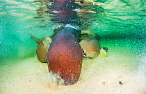 Nurse shark (Ginglymostoma cirratum) two males bite onto the pectoral fins of a larger female while trying to mate with her, Eleuthera, Bahamas