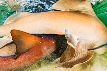 Nurse sharks (Ginglymostoma cirratum) ready to mate. Showing male claspers, which are used to channel semen into the female during mating, Eleuthera, Bahamas.