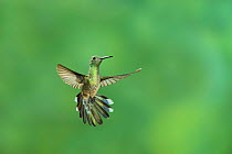 Scaly-breasted hummingbird (Phaeochroa cuvierii) adult, Atlantic Lowland Rainforest, Costa Rica.