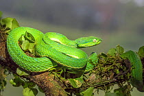 Side-striped palm pit viper (Bothriechis lateralis)  adult, Costa Rica