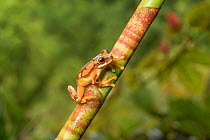 Hourglass tree frog (Dendropsophus ebraccatus) adult, humid lowland forest, Costa Rica