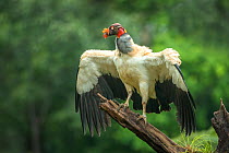 King vulture (Sarcoramphus papa) adult, Lowland Rainforest, Costa Rica