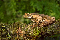Milk frog (Trachycephalus typhonius), this species produces irritating secretions. Arenal, Pacific lowlands, Costa Rica