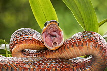 Neotropical birdeater (Pseutes poecilonotus) adult snake with open mouth, breathing tube visible,  Lowland Rainforest, Costa Rica