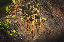 Orange-kneed tarantula (Megaphobema mesomelas) adult female, Atlantic Slope Cloud Forest, Costa Rica.