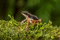 Rainforest rocket frog (Silverstoneia flotator) adult, Atlantic Rainforest, Costa Rica