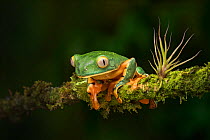Splendid leaf frog (Cruziohyla calcarifier) male Atlantic Lowland Rainforest, Costa Rica. Controlled conditions.