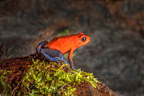 Strawberry poison dart frog (Oophaga pumilio) adult male, Atlantic lowland rainforest, Costa Rica