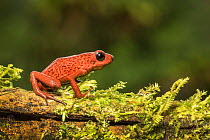 Strawberry poison dart frog (Oophaga pumilio) adult female, Atlantic lowland rainforest, Costa Rica