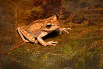 Tawny tree frog (Smilisca puma) adult. Lowland Rainforest, Costa Rica. Controlled conditions.