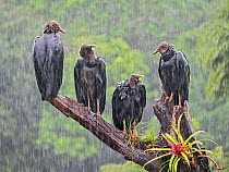 Black vultures (Coragyps atratus) in heavy rain, Costa Rica. Medium repro only