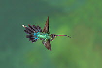 Green hermit hummingbird (Phaethornis guy) adult male in flight, Atlantic cloud forest, Costa Rica.