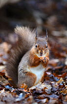 Red squirrel (Sciurus vulgaris) Brownsea Island, Dorset, UK February.