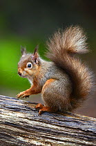 Red squirrel (Sciurus vulgaris) Brownsea Island, Dorset, UK February.