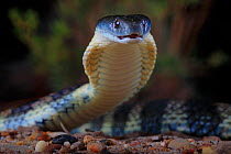 Eastern tiger snake (Notechis scutatus) female, Yarra River corridor in suburban Melbourne, Victoria, Australia, in mid-summer. She is in a defensive pre-strike position with hood expanded, accompanie...