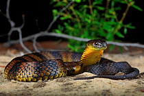Eastern Tiger Snake (Notechis scutatus) female, from coastal sand dunesn in the south western corner of Victoria, Australia.
