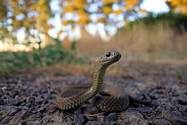 Lowland copperhead snake (Austrelaps superbus) found near rural dam, Fish Creek, Victoria, Australia.