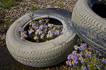 Sea asters (Aster tripolium) in discarded car tyres, Norfolk, England, UK. September.