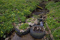 Tyres dumped in woodland stream, Norfolk, England, UK. April 2007.