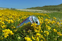 Discarded drinks can in clump of Birds foot Trefoil (Lotus corniculatus) on Holkham dunes, Norfolk