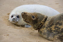 Grey Seal (Halichoerus grypus) female with pup, Horsey beach, Norfolk, England, UK, January.
