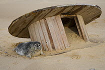 Grey Seal (Halichoerus grypus) pups with discarded cable reel on Horsey beach, Norfolk, England, UK, January.