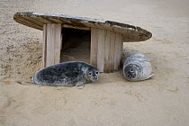 Grey Seal (Halichoerus grypus) pups with discarded cable reel on Horsey beach, Norfolk, England, UK, January.