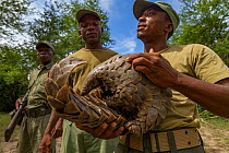 Park ranger holding a Temminck&#39;s ground pangolin (Smutsia temminckii), after rescuing it from poachers. This individual was later released back into the wild. Gorongosa National Park, Mozambique.
