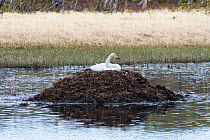 Whooper Swan (Cygnus cygnus) incubating on top of a huge nest made from surrounding aquatic vegetation,  Borselvefjellet, Porsanger, Finmark, Norway