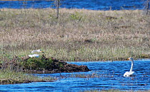 Whooper Swan (Cygnus cygnus) incubating on top of a huge nest made from surrounding aquatic vegetation, with its mate swimming nearby. Limpolo, Sirkka, Finnish Lapland, June.