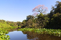 Vegetation along the Miranda River, Pantanal area of Brazil. Mato Grosso do Sul, Brazil. May 2018.