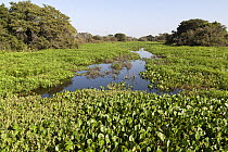 Vegetation including Water hyacinth growing in the Miranda River, Pantanal area of Brazil. Mato Grosso do Sul, Brazil. May 2018.