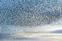 Starling (Sturnus vulgaris), huge flock flying to evening roost. Avalon Marshes, Somerset, England, UK. November.