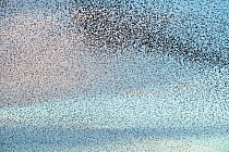 Starling (Sturnus vulgaris), huge flock flying to evening roost. Avalon Marshes, Somerset, England, UK. November.