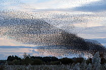 Starling (Sturnus vulgaris) murmuration, huge flock approaching roost in the evening, Avalon Marshes, Somerset, England, UK. November.