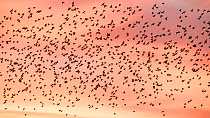 Starling (Sturnus vulgaris) flock approaching evening roost at sunset. Avalon Marshes, Somerset, England, UK. November.
