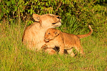 RF- African Lion (Panthera leo) cubs age 2 months playing with mother, Masai Mara, Kenya (This image may be licensed either as rights managed or royalty free.)