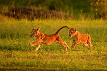 RF- African Lion (Panthera leo) cubs age 2 months playing, Masai Mara, Kenya (This image may be licensed either as rights managed or royalty free.)