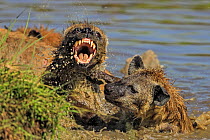 RF- Spotted Hyena (Crocuta crocuta) fighting over hippo carcass in water , Masai Mara, Kenya (This image may be licensed either as rights managed or royalty free.)