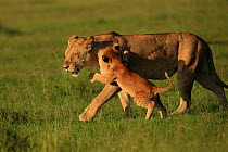 RF- African Lion (Panthera leo) mother with cubs age 2 months, Masai Mara, Kenya (This image may be licensed either as rights managed or royalty free.)