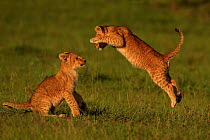 African Lion (Panthera leo) cubs age 2 months playing, Masai Mara, Kenya