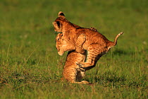African Lion (Panthera leo) cubs age 2 months playing, Masai Mara, Kenya