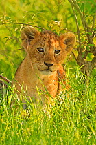 African Lion (Panthera leo) cub age 2 months, Masai Mara, Kenya
