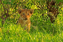 African Lion (Panthera leo) cub age 2 months, Masai Mara, Kenya