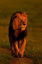 African Lion (Panthera leo) male walking at sunrise, Masai Mara, Kenya