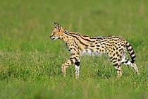 Serval Cat (Leptailurus serval) walking in grassland, Masai Mara, Kenya