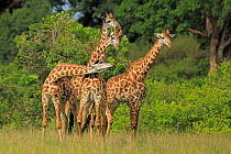 Masai Giraffe (Giraffa camelopardalis) young males fighting, Masai Mara, Kenya